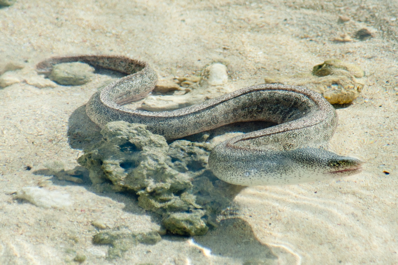 a very cute snake in some sand by itself