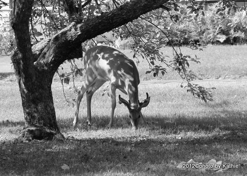 a small deer eating grass near a tree