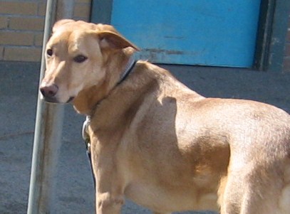 an image of a brown dog on leash