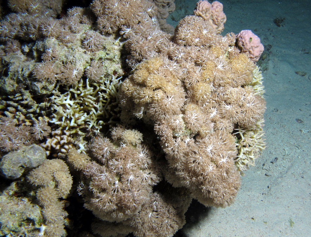 a coral that is very large and covered in dirt