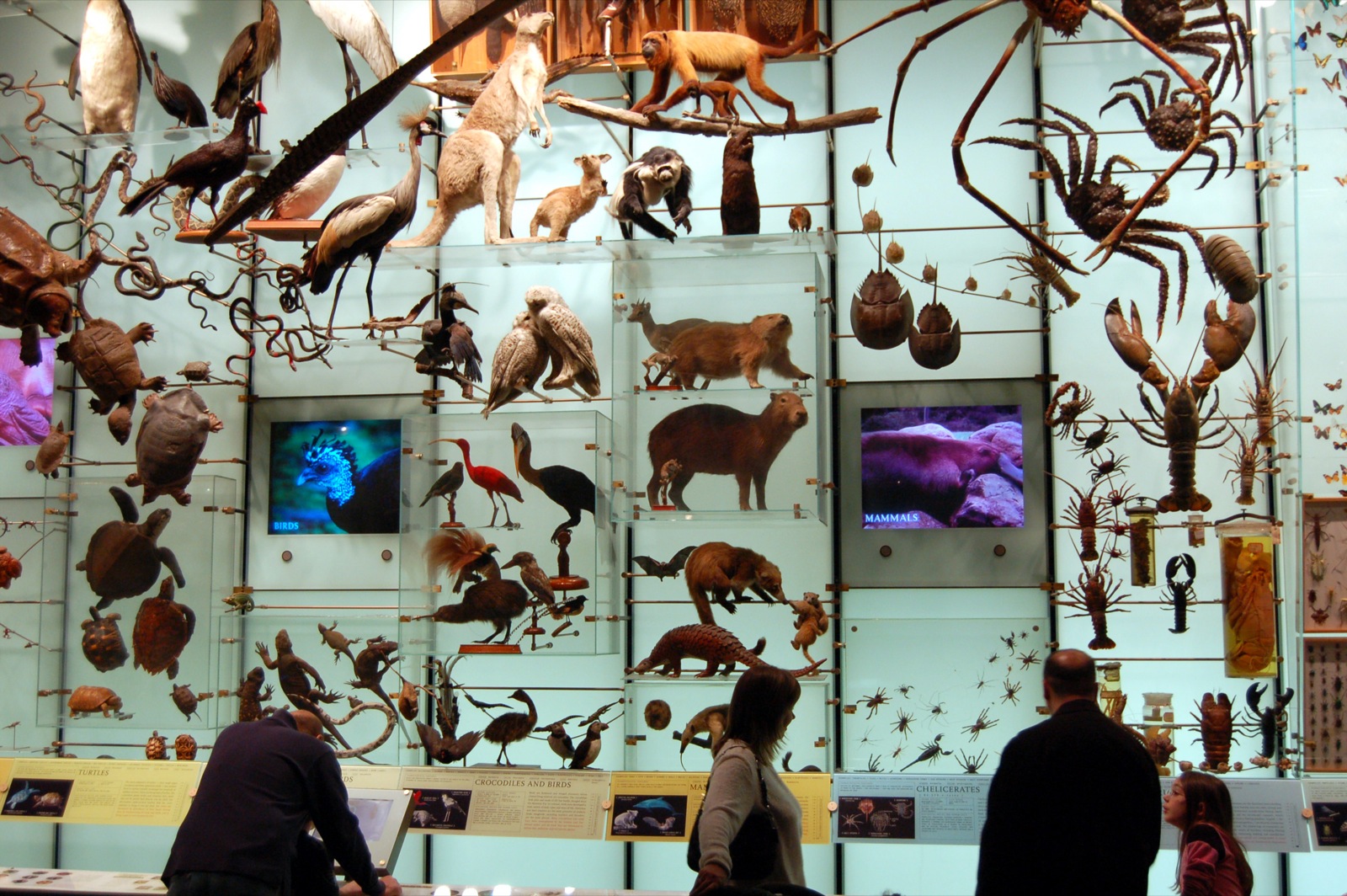 an exhibit wall with pictures and animals on it