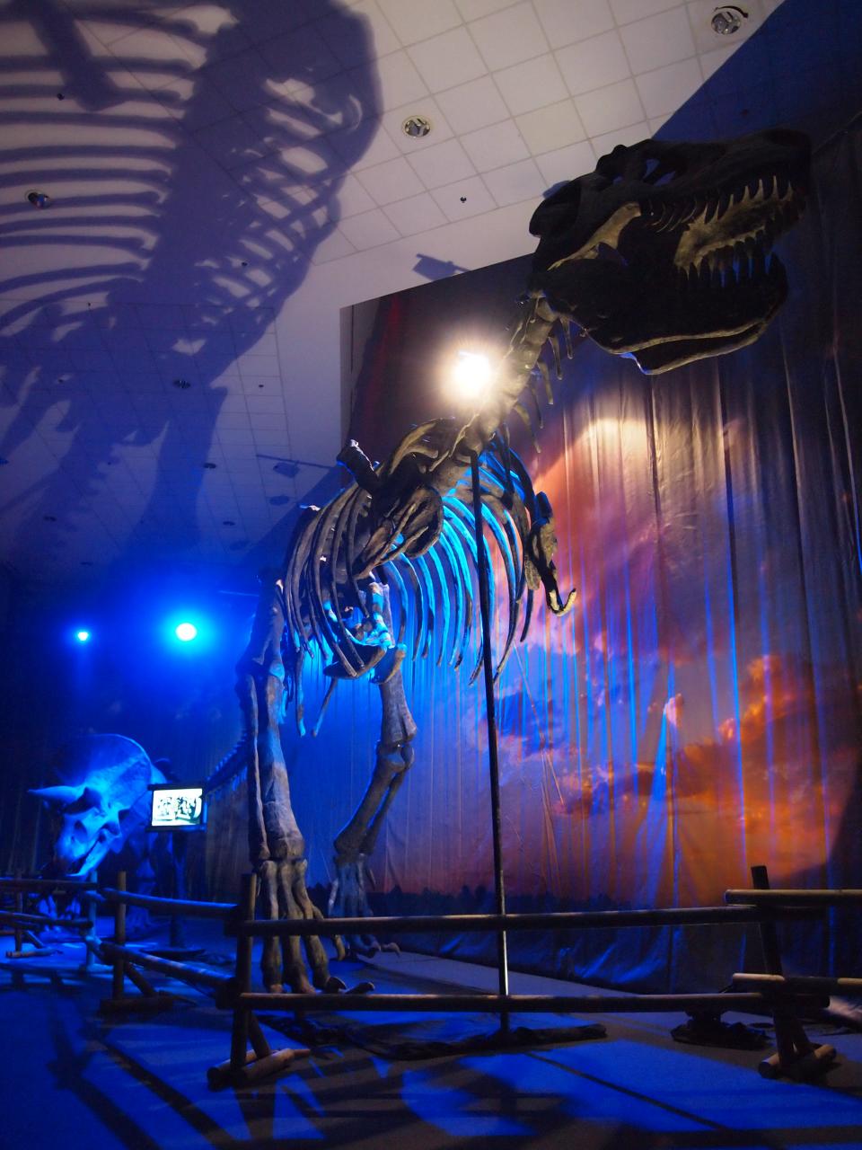 a dinosaur in an exhibit of a museum