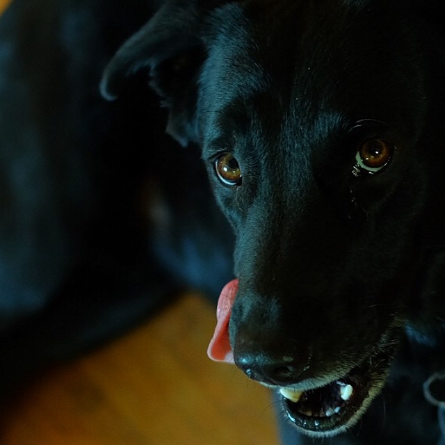 a dog sits with its tongue out on the floor