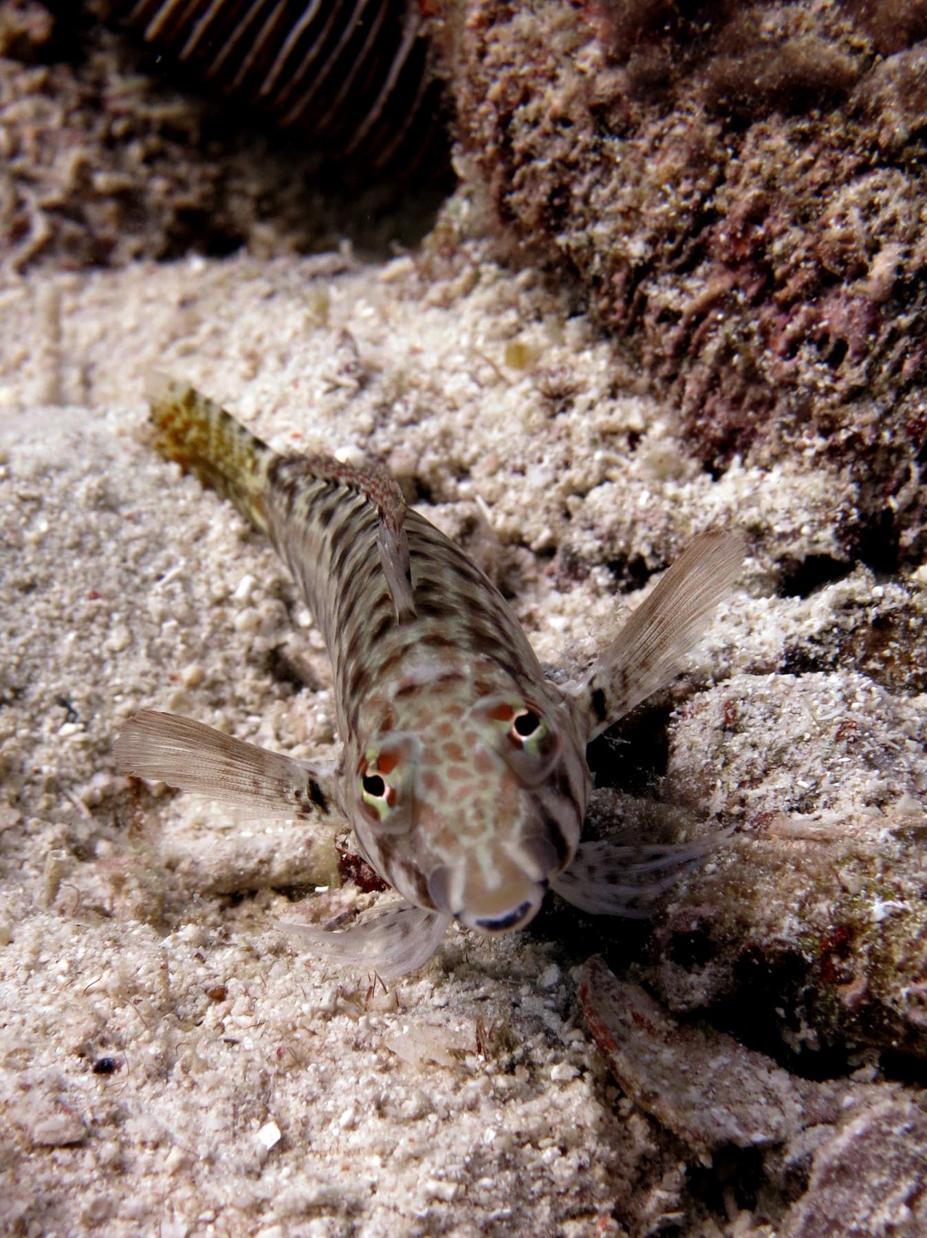 fish with large striped body on rocky ocean floor
