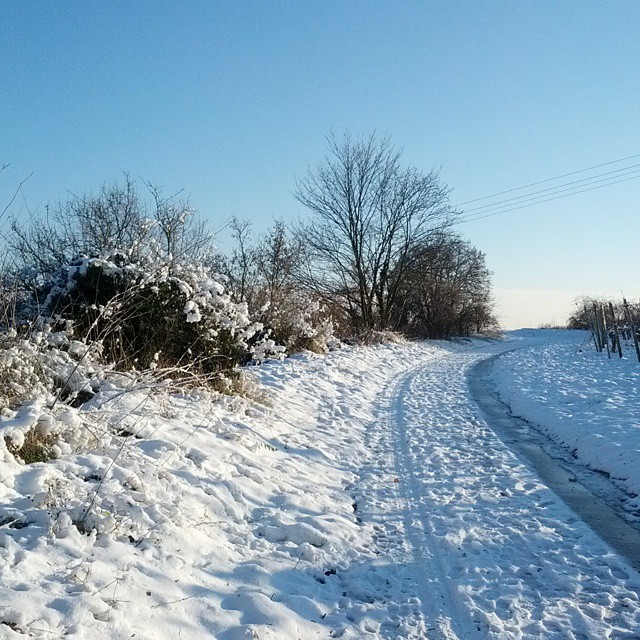 a snowy road in front of trees, with snow on the ground