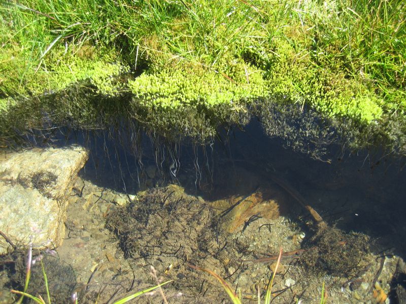 an underwater pond is full of moss and small stones
