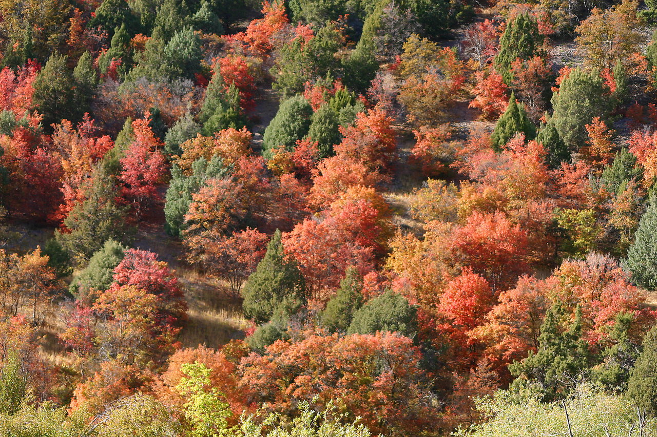 a bunch of trees that are colorful and turning colors
