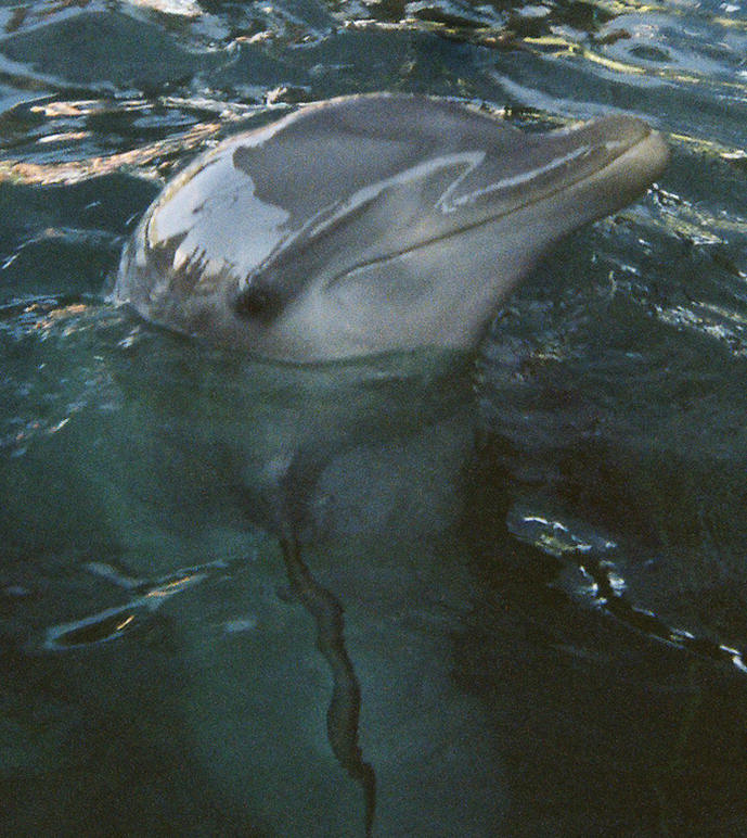 a dolphin swimming with it's head in the water