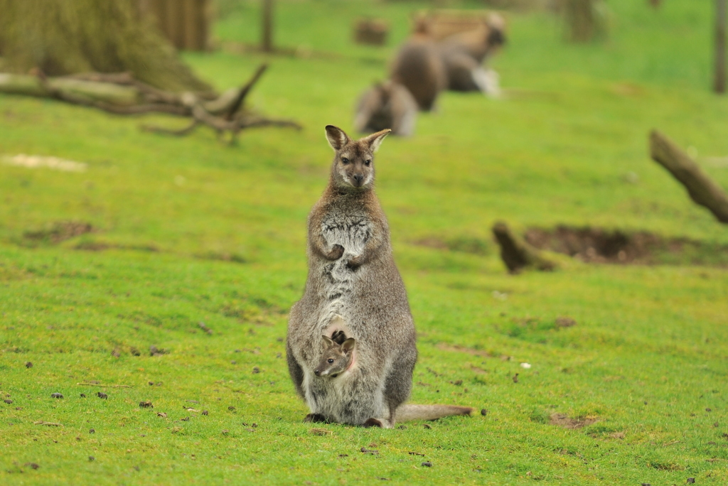 two large kangaroos are on a green grass field