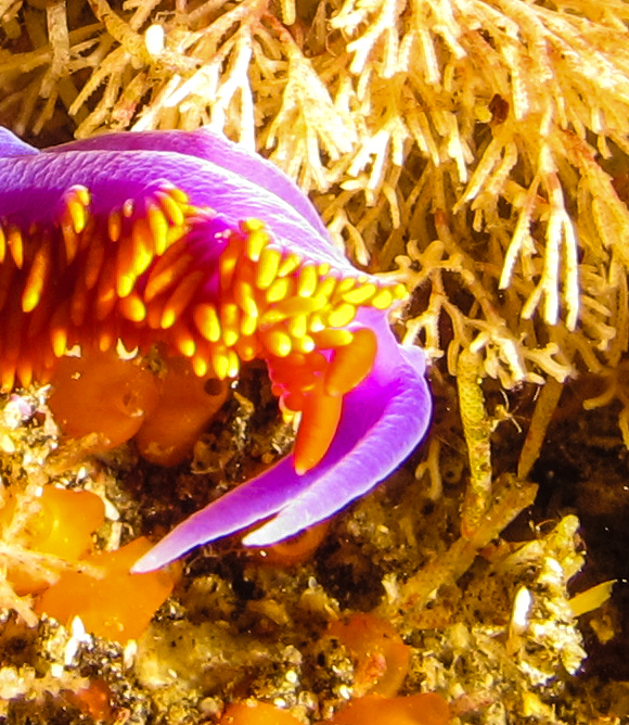 an underwater plant with its bright colors