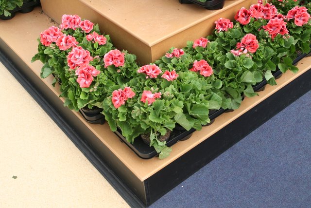 many pink flowers in plastic black trays next to each other