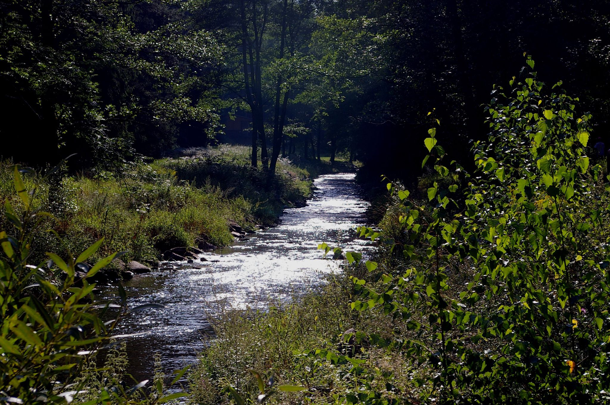 stream of water surrounded by vegetation near some trees