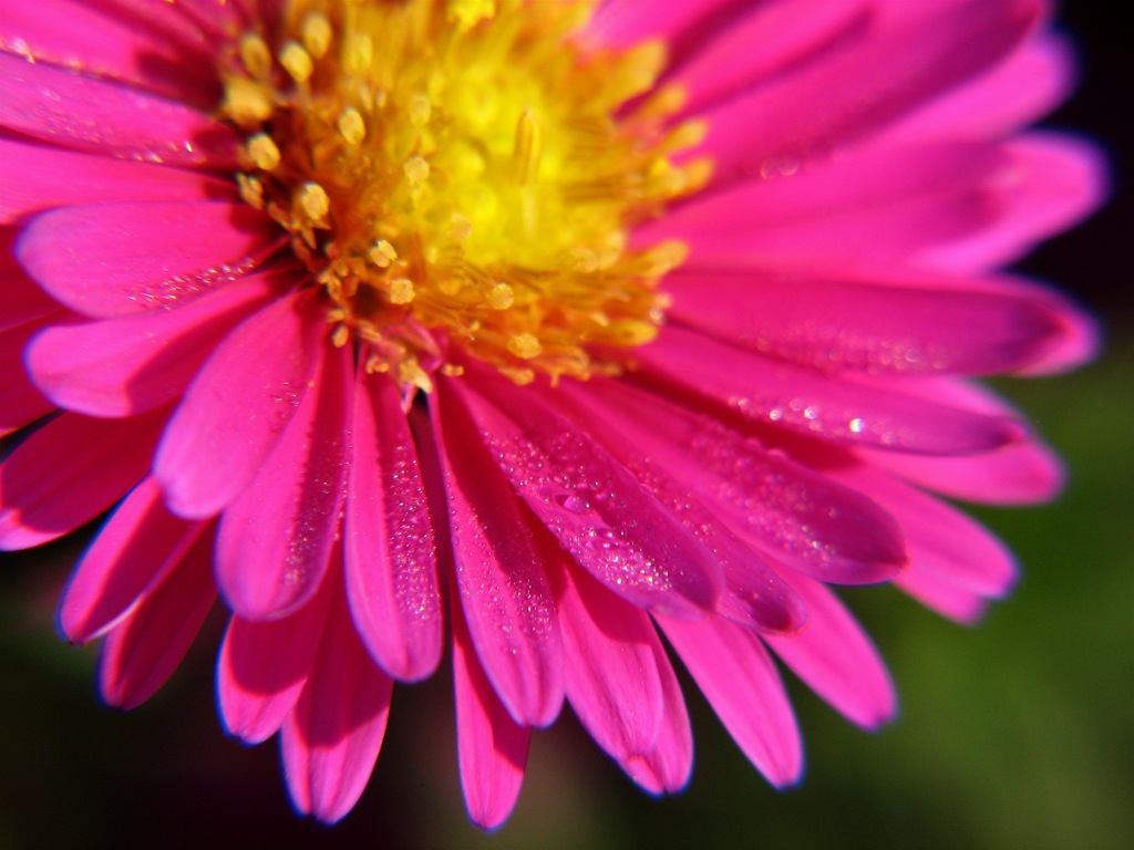 a very large bright pink flower with water droplets on it