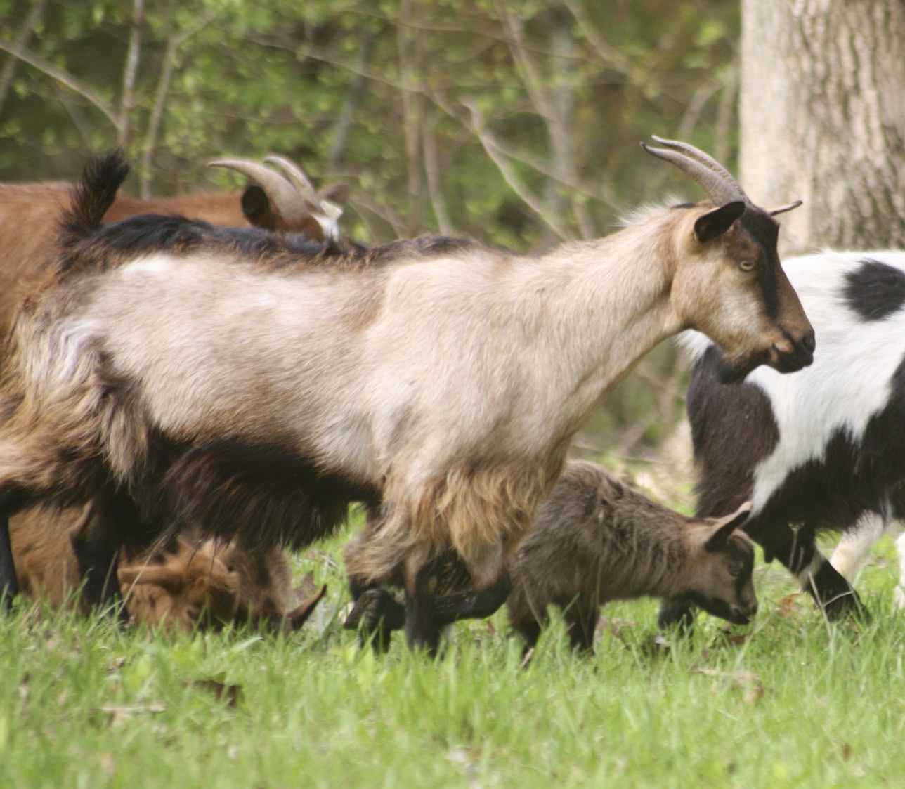 a group of goat grazing in a field