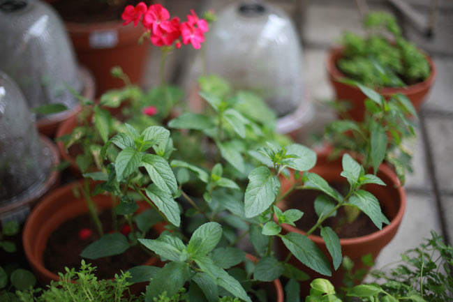 a close up of many small potted plants