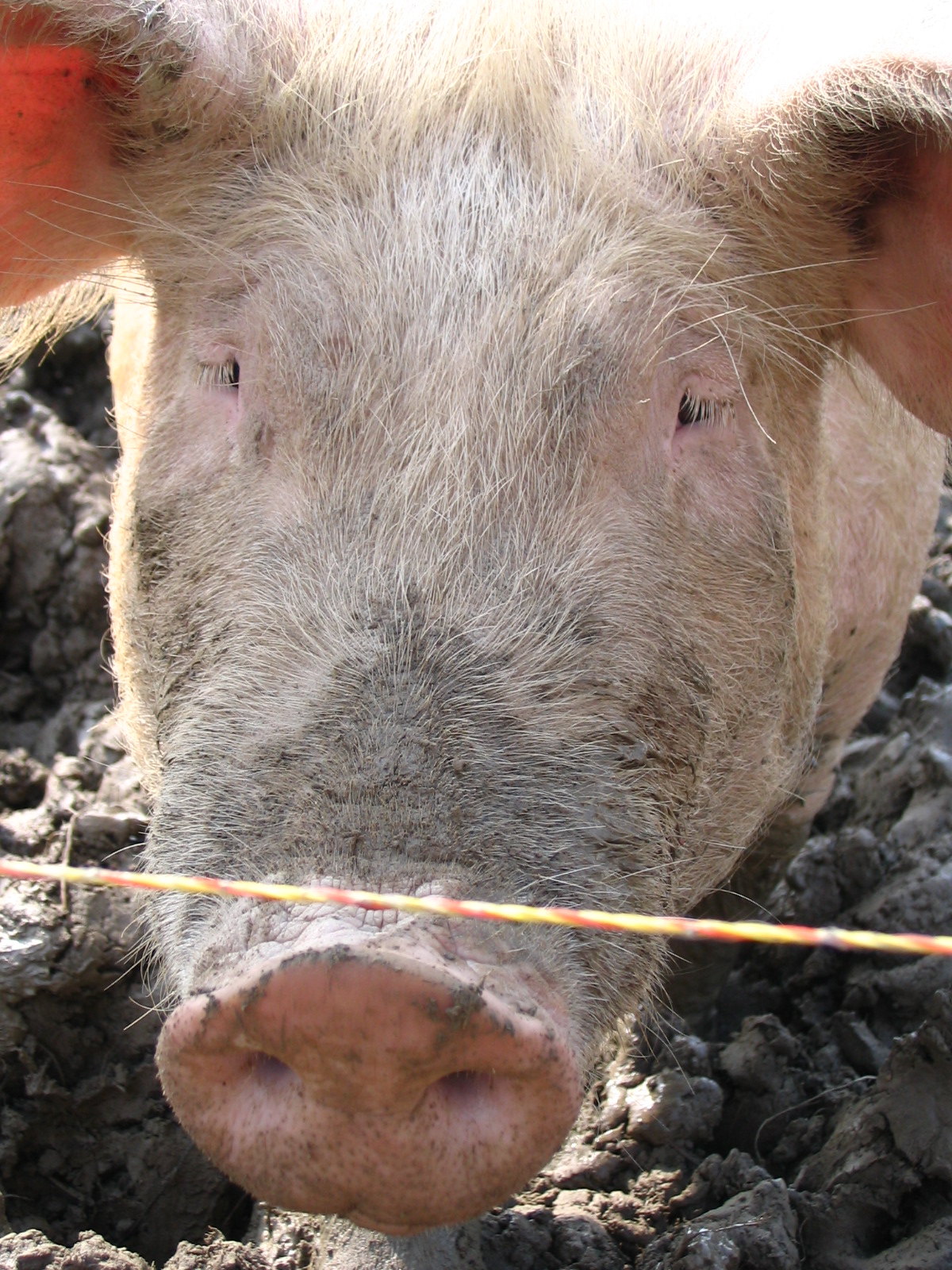 close up of face of an animal in dirt
