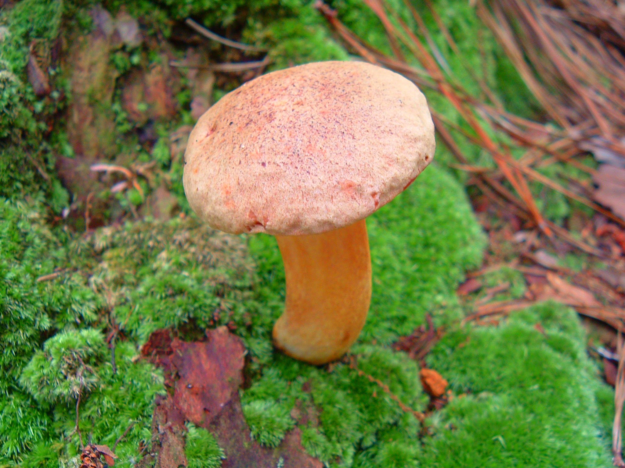 a mushroom growing in the mossy ground