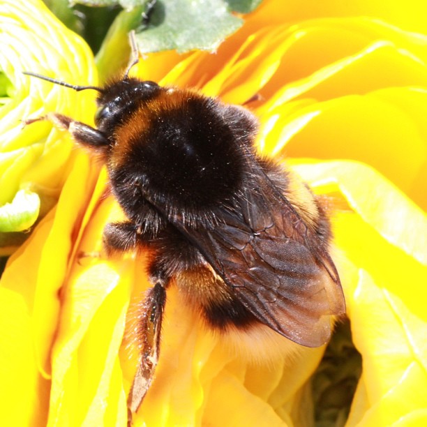 the bee is sitting on the yellow flower