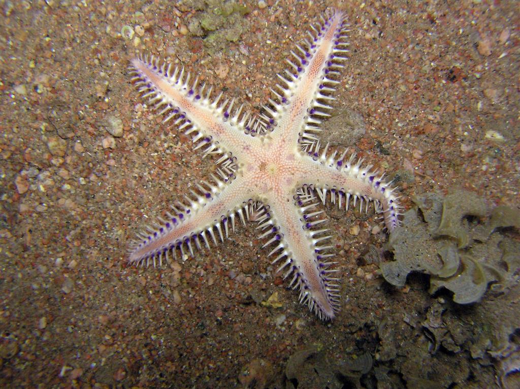 a starfish looks up from the sand to the sea floor