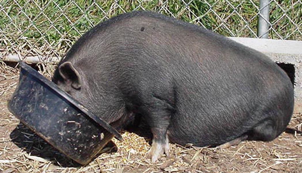 a small pig standing by some hay