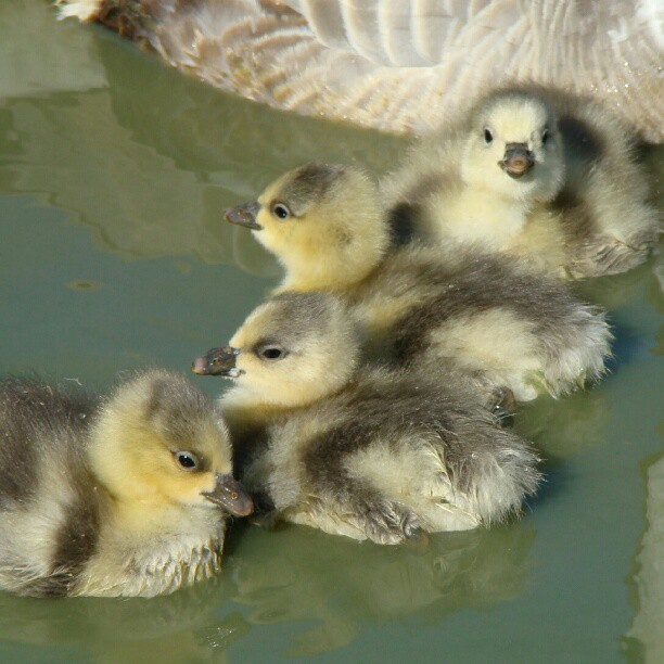 two ducklings, one duckling swimming, and the other in a pond