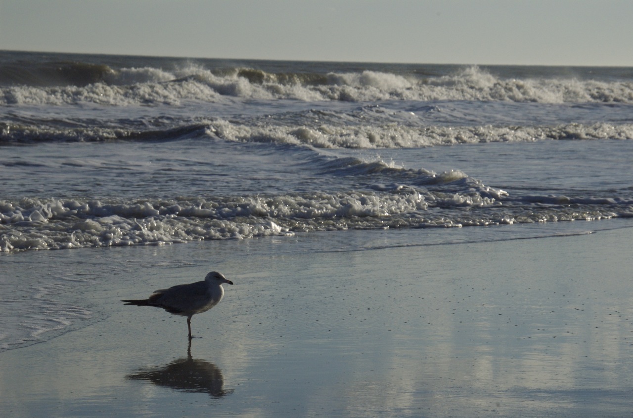 a seagull stands in shallow water at the beach