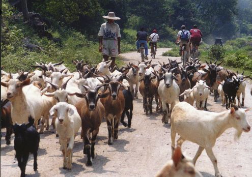 a man on a bicycle rides beside a large herd of goats