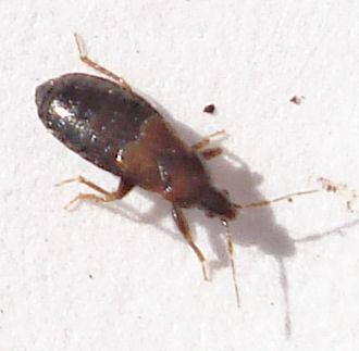 a small brown bug on the white ground