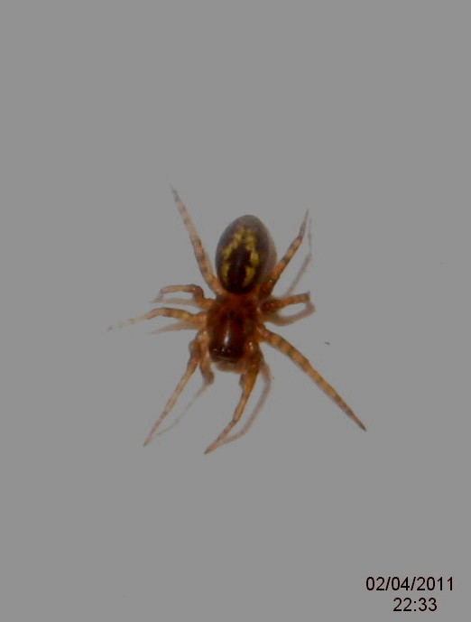 spider crawling on the wall with white background