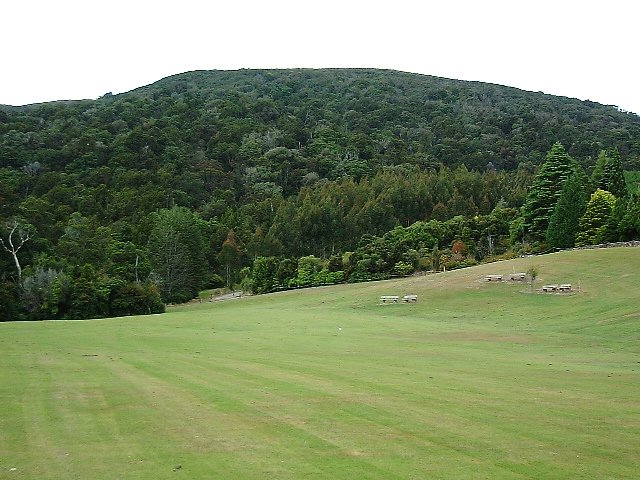 a green grass field with sheep grazing on it