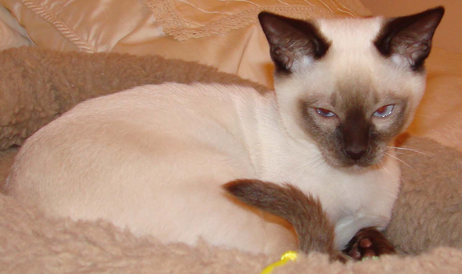 a siamese cat laying on top of a blanket