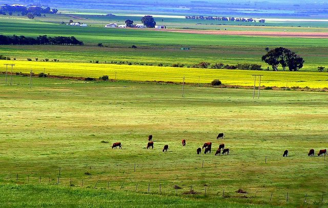 cattle grazing on a field near fields