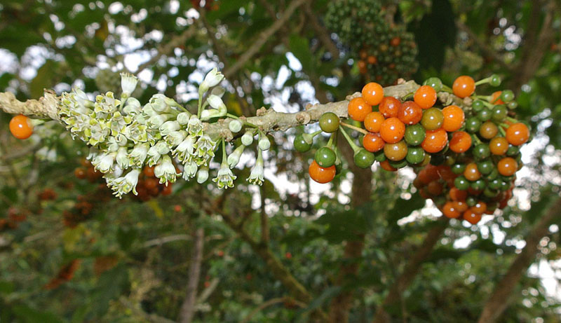 some fruit that is growing on a tree