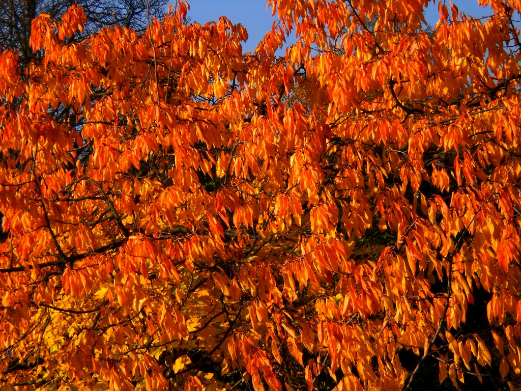 leaves of a tree are yellow, with bright red and orange colors