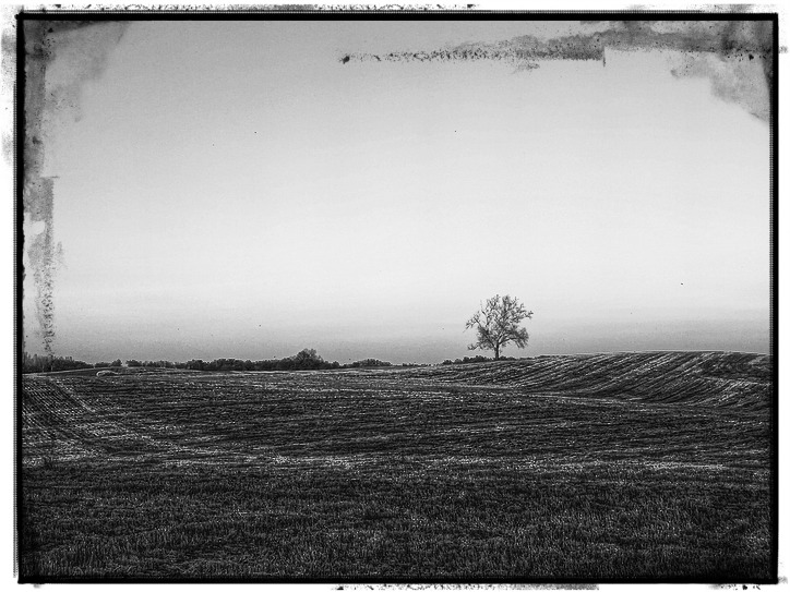 the lone tree stands alone on a foggy farm
