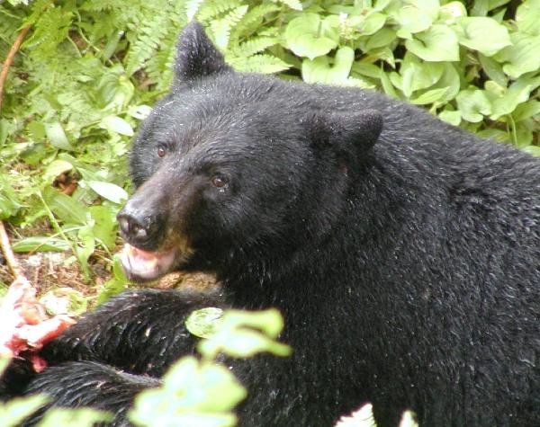 a black bear with its tongue out on the ground