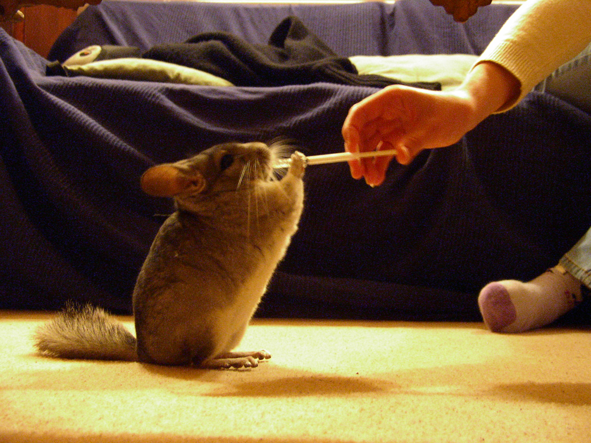 a small rodent sitting on the floor while holding a toothbrush in it's mouth