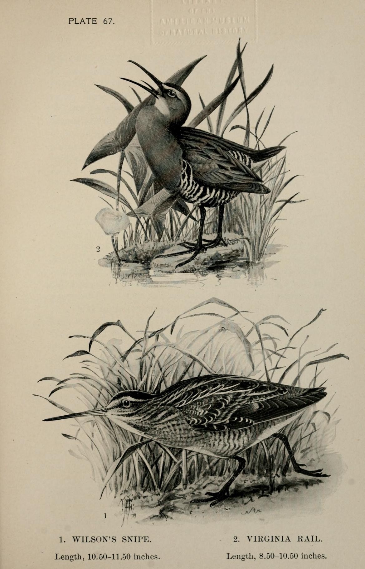 two drawings of different birds in the grass