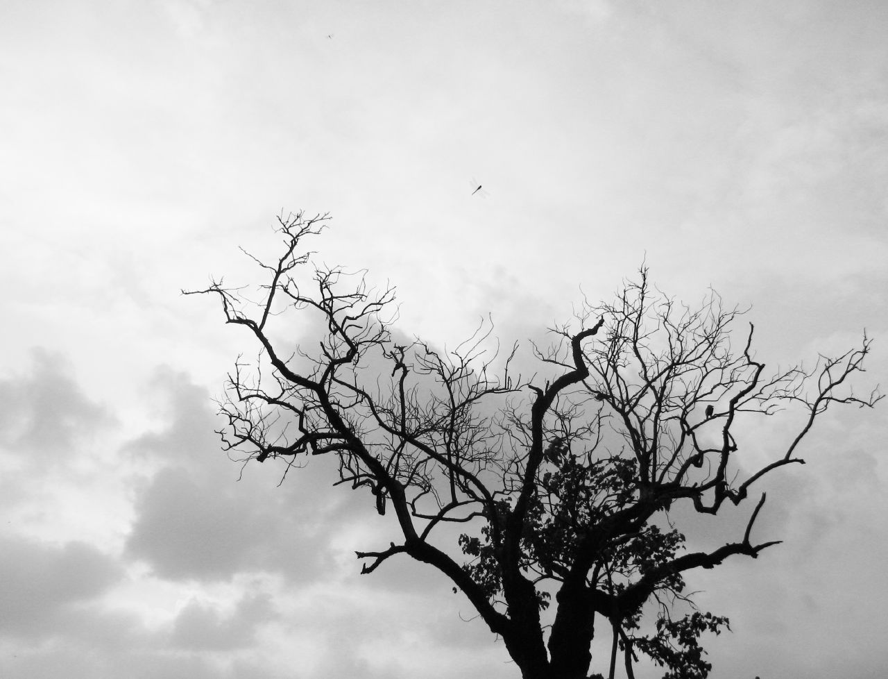 a large tree is standing against the grey sky