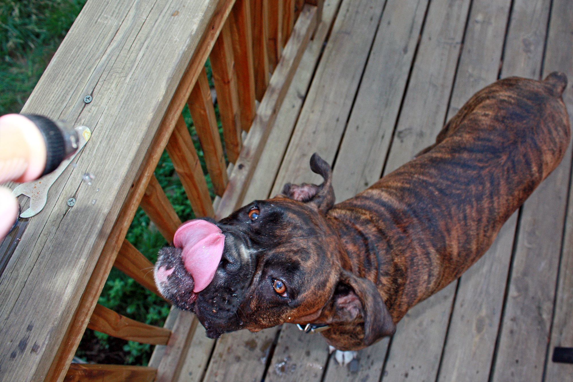 a brown dog panting on a wooden deck