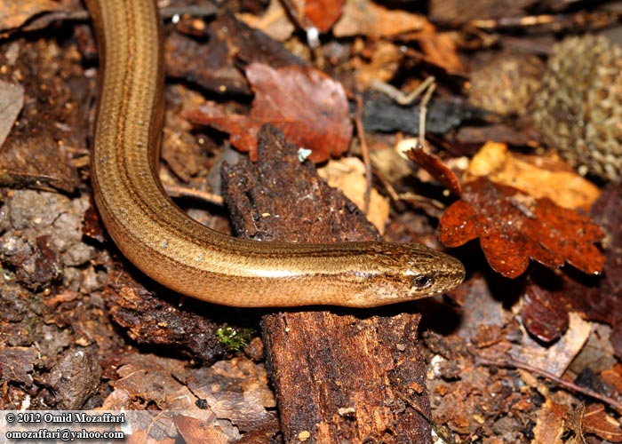 a brown snake on the ground with leaves
