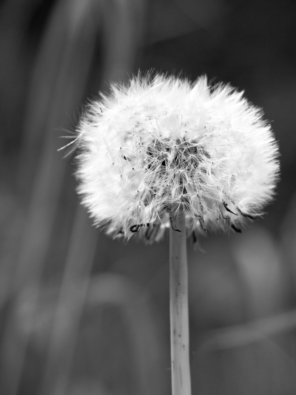 a black and white image of a dandelion in full bloom
