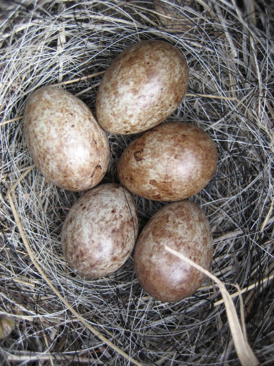 four brown and white birds nest eggs in a nest
