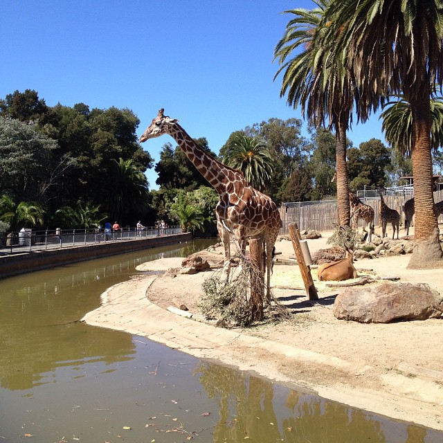 an adult giraffe standing next to a little tree