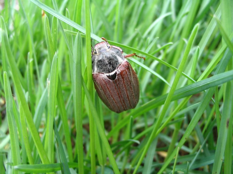 an insect in the grass on some kind of stem