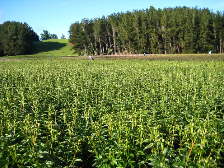 large green field of beans in a forest