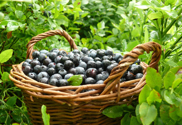 a basket full of blueberries is sitting among bushes