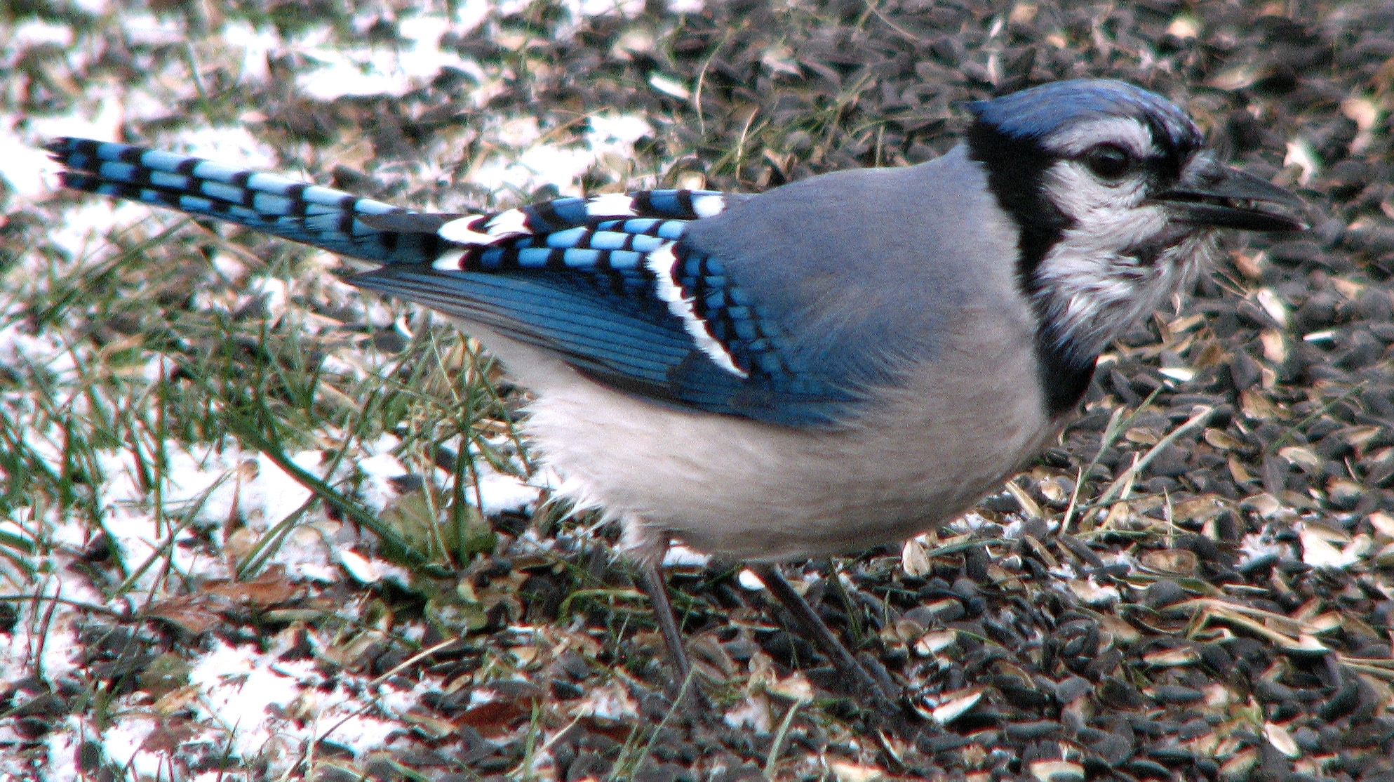 a blue jay is on some ground near grass
