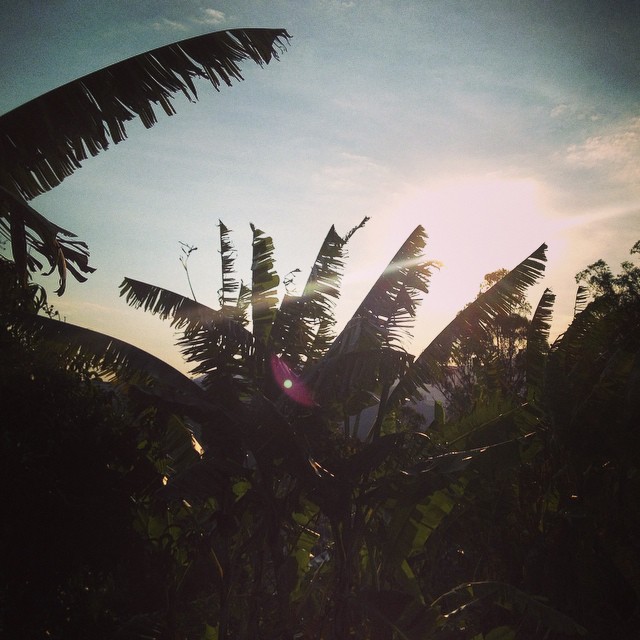 the sun is peeking through palm trees at sunset