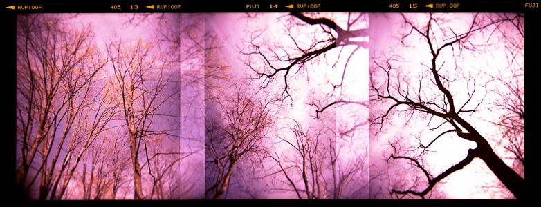 a purple picture with lots of trees on it